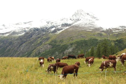 alpeggi aperti in valle d'aosta