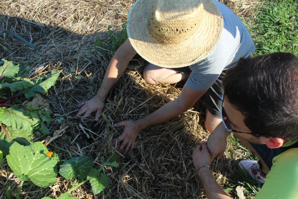 agricoltura sinergica