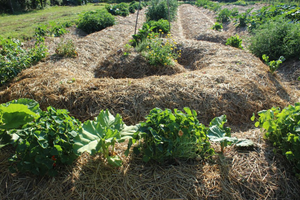 agricoltura sinergica al podere