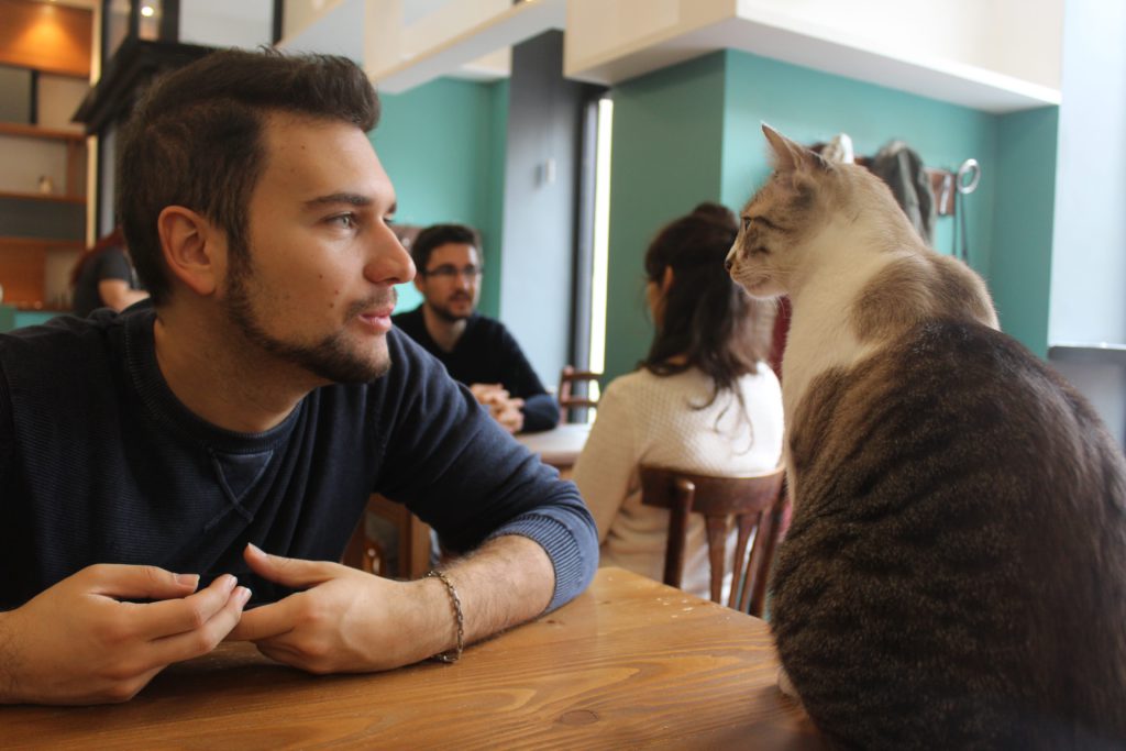 crazy cat cafe 