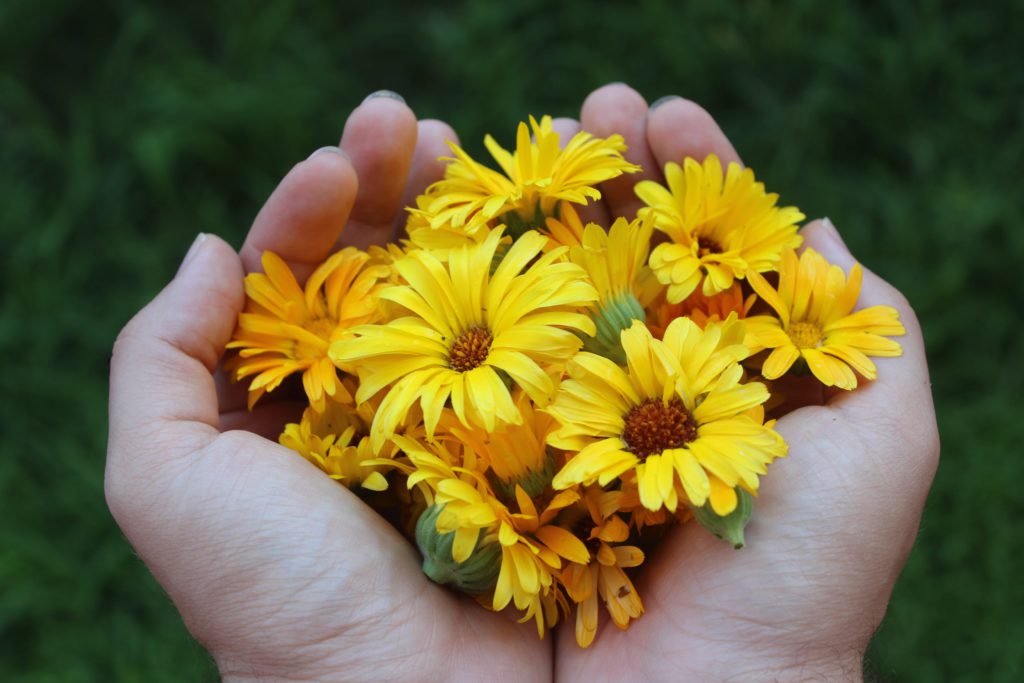 calendula