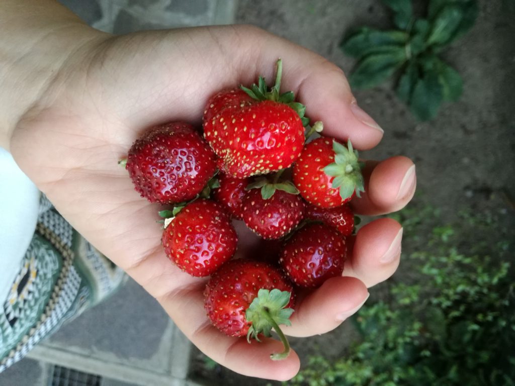 fragole del giardino