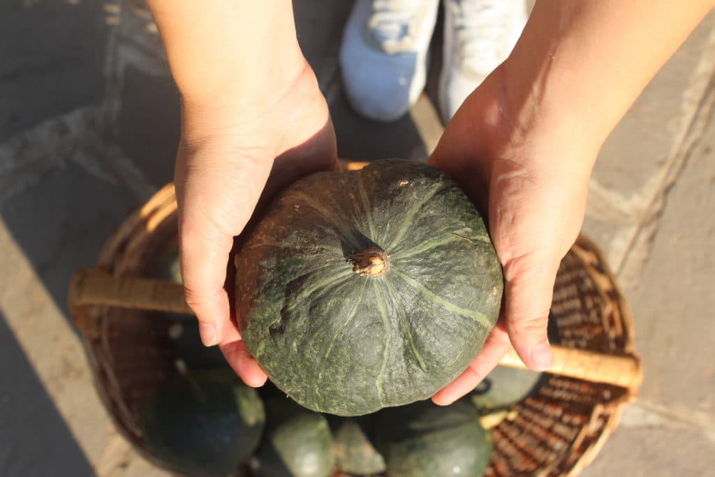 zucca del Podere delle Emozioni Perdute