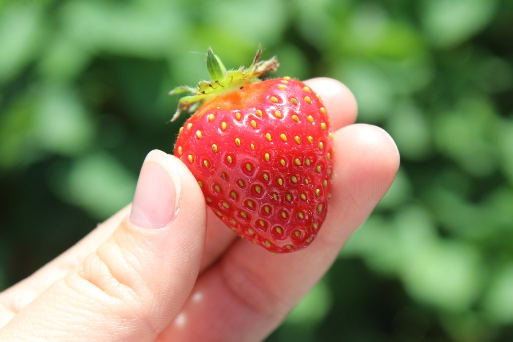 fragola di the banker's jam