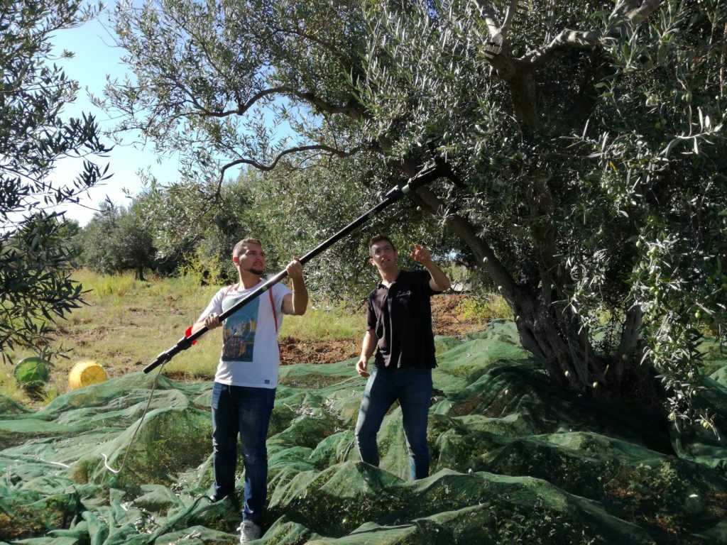 raccolta olive nei terreni nocellara