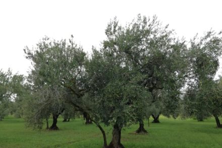 tenuta la nocellara